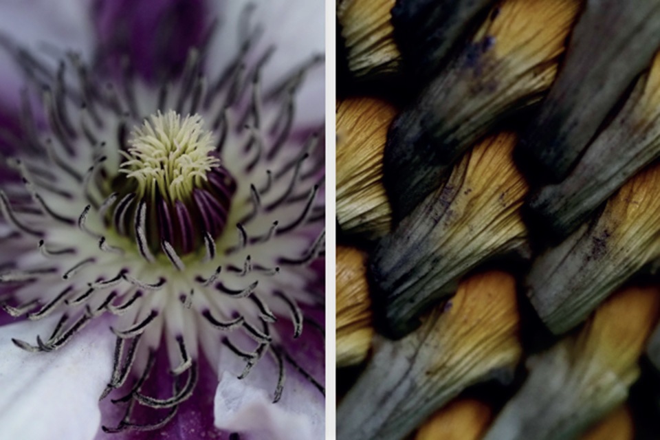 Marie Royo - Photographie macro