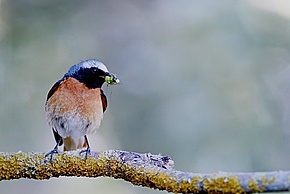 common.enlargeImage