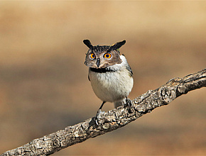 Agrandir l'image (fenêtre modale)