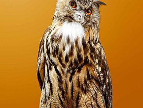 Agrandir l'image (fenêtre modale)