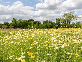 Les pelouses fleuries du Parc Nord - Agrandir l'image (fenêtre modale)