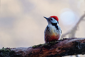 common.enlargeImage