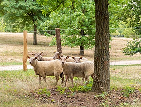 Agrandir l'image (fenêtre modale)